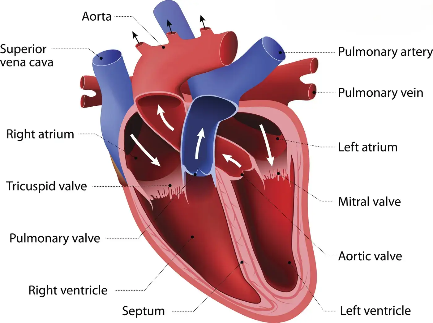 Basic Heart Ultrasound Screening